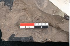 Foto (Detailansicht) von Ficus tenuinervis Ettingshausen (NHMW-GEO-2024-0188-7983)